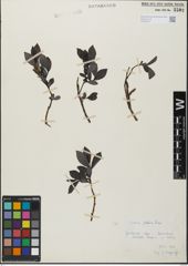 Foto von Salix glabra Scop.